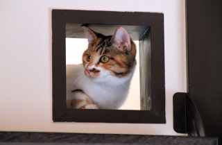 Illustration for article titled Japan's Cat Apartments Come with... Cats